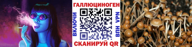 omg сайт  купить   Ногинск  Галлюциногенные грибы GOLDEN TEACHER 